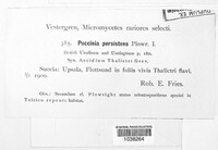 Puccinia recondita image